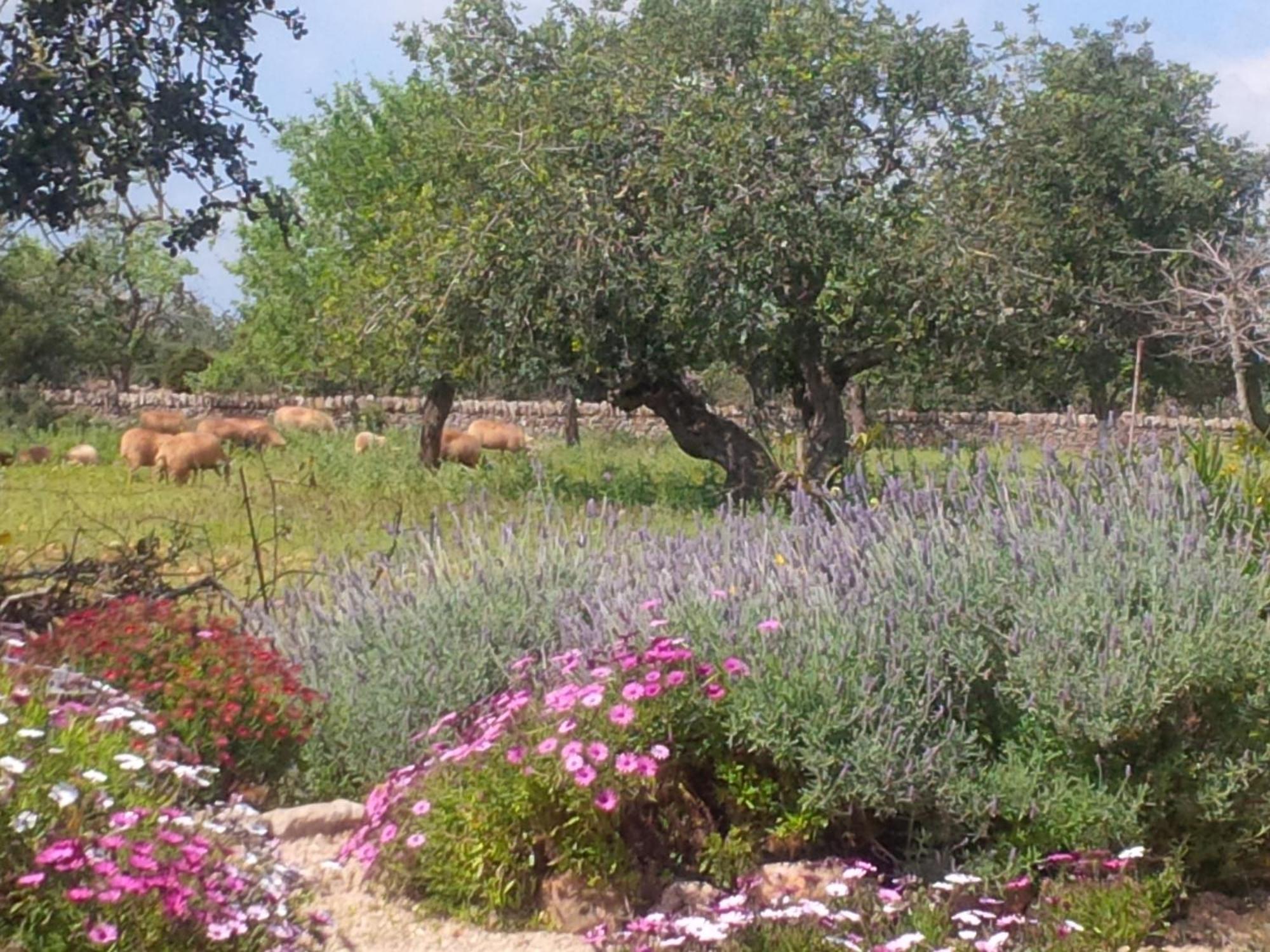 Finca Son Marimon (Adults Only) Santanyí Dış mekan fotoğraf