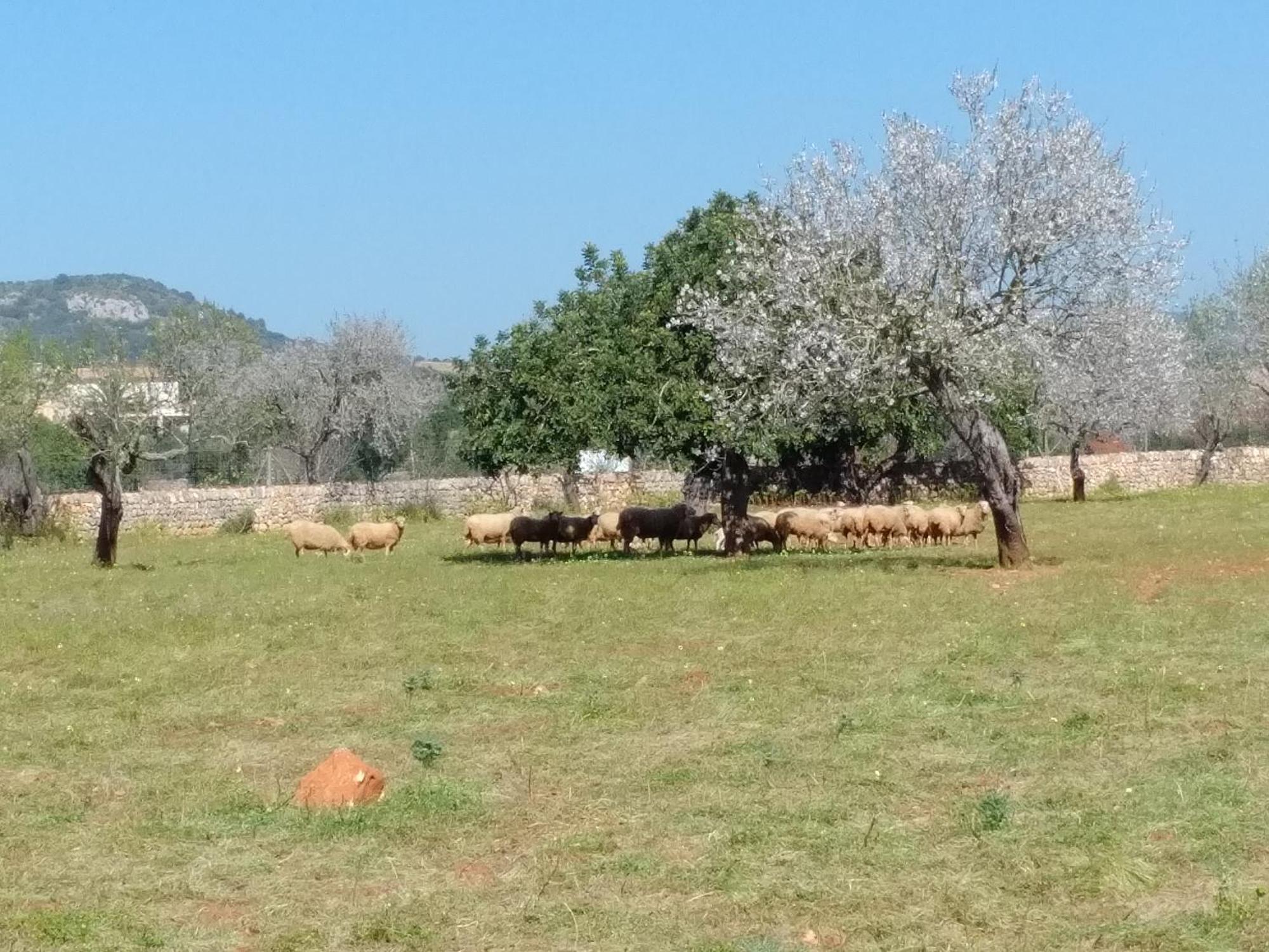 Finca Son Marimon (Adults Only) Santanyí Dış mekan fotoğraf