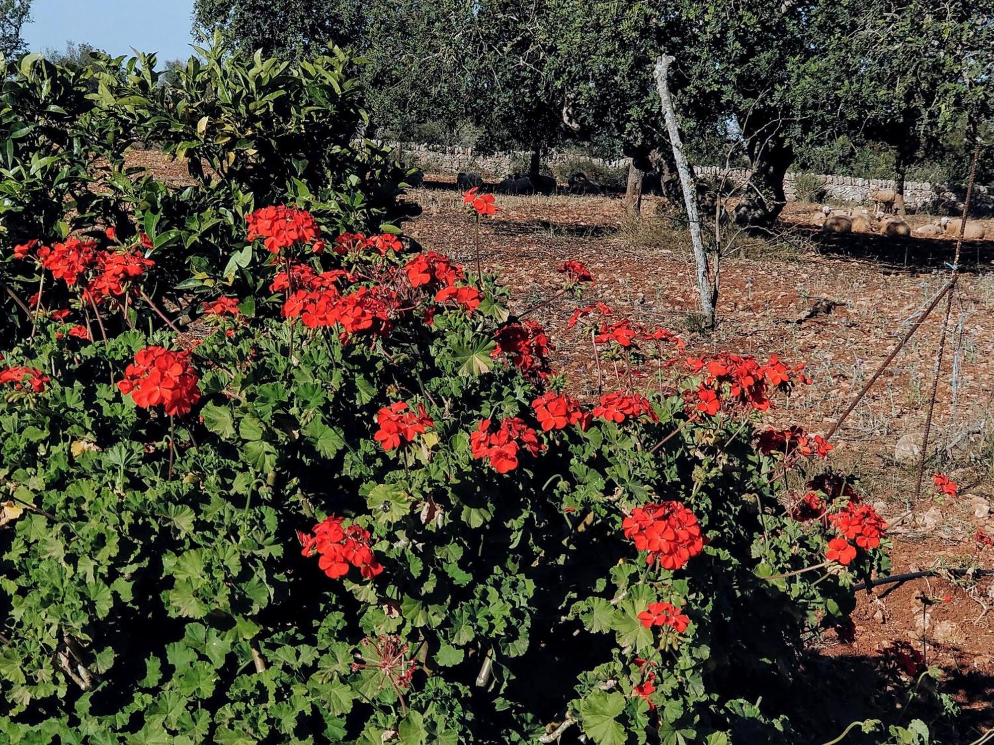 Finca Son Marimon (Adults Only) Santanyí Dış mekan fotoğraf
